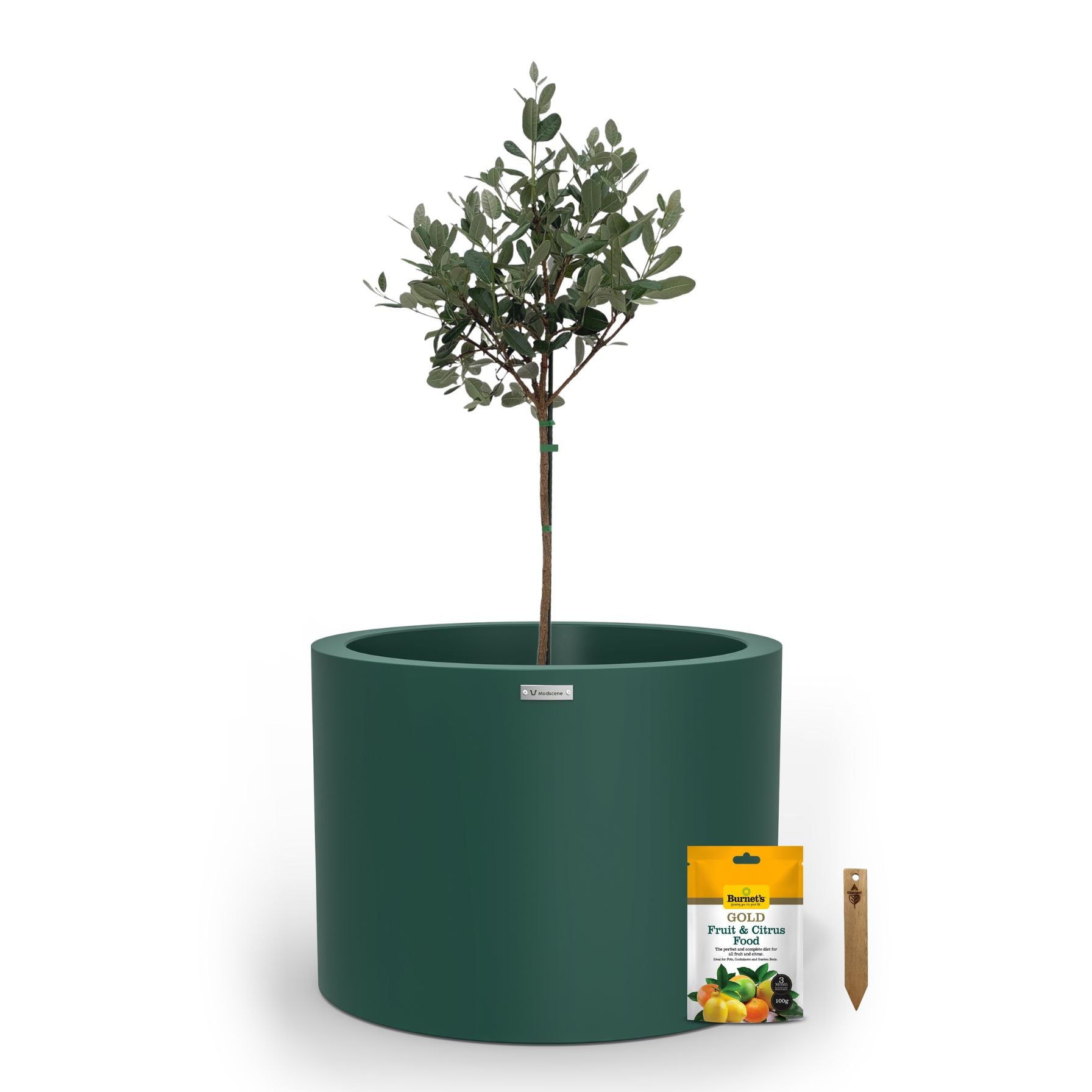 A large emerald green planter pot used to plant fruit trees. 