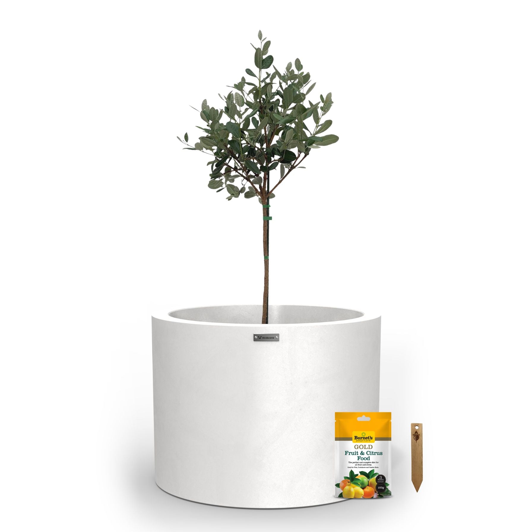 A large matte white planter pot used to plant fruit trees. 