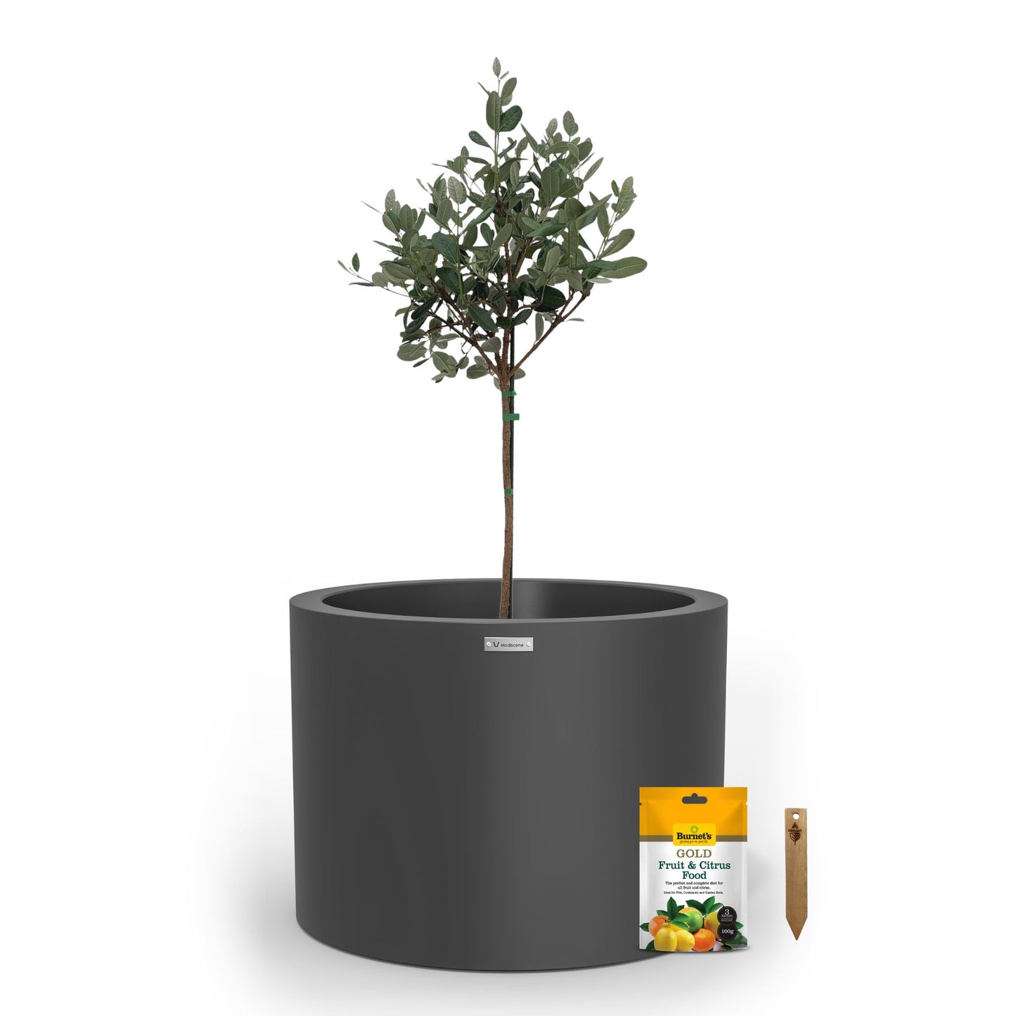 A large dark grey planter pot used to plant fruit trees. 