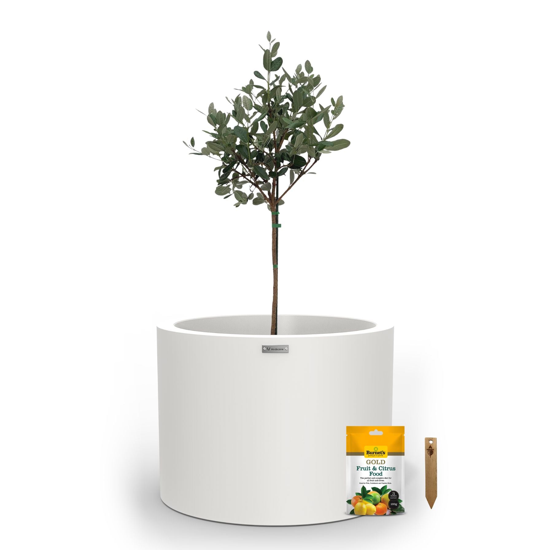 A large white planter pot used to plant fruit trees. 