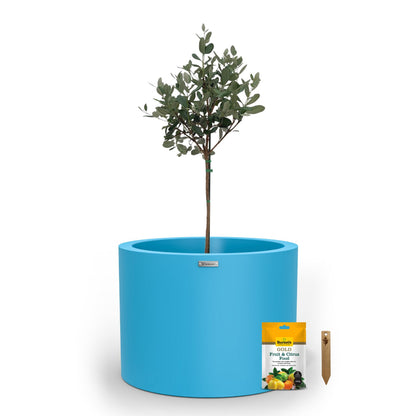 A large light blue planter pot used to plant fruit trees. 