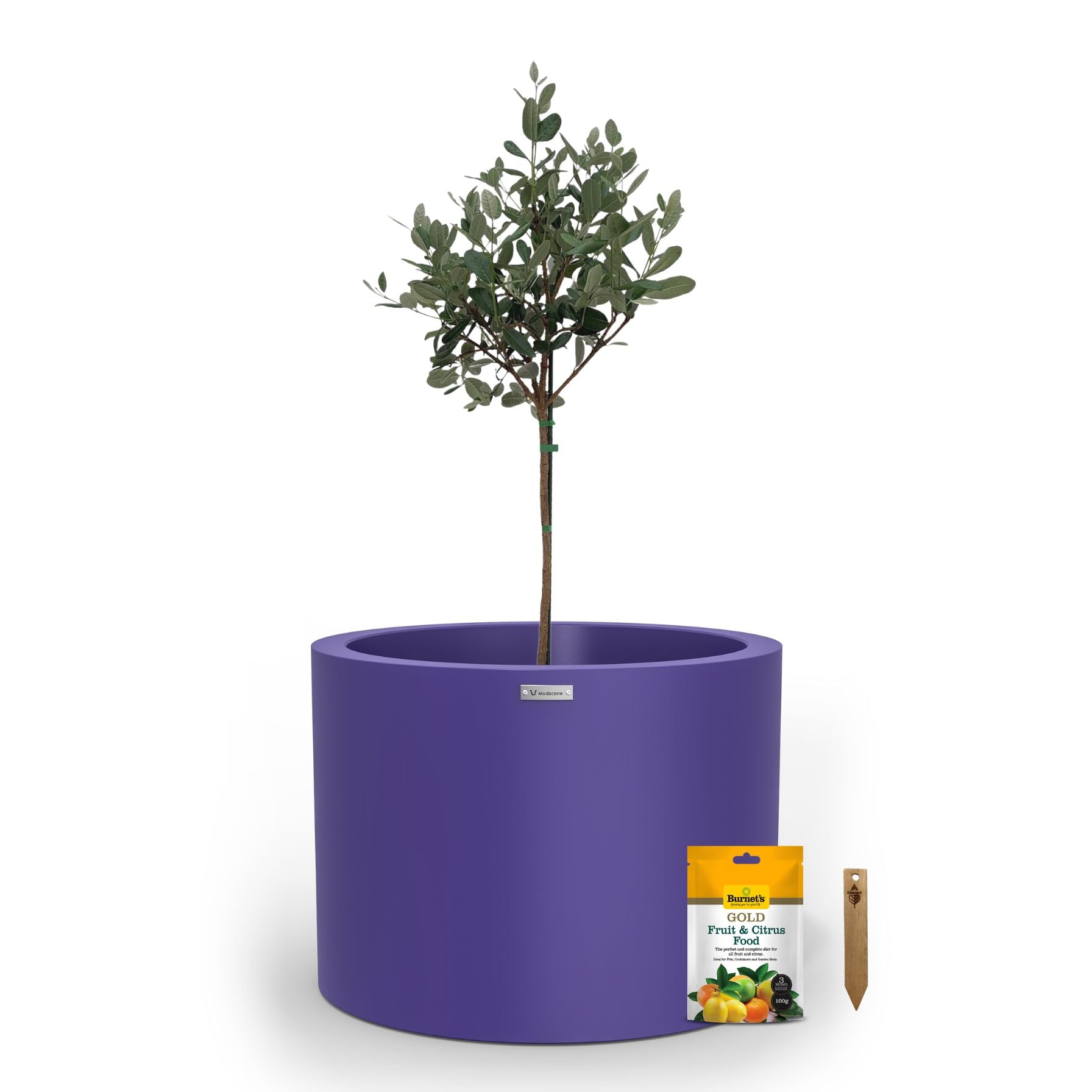 A large purple planter pot used to plant fruit trees. 