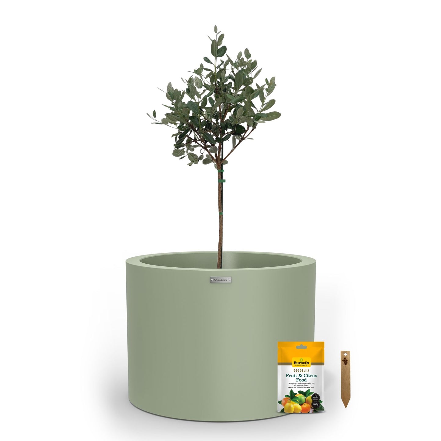 A large soft green planter pot used to plant fruit trees. 