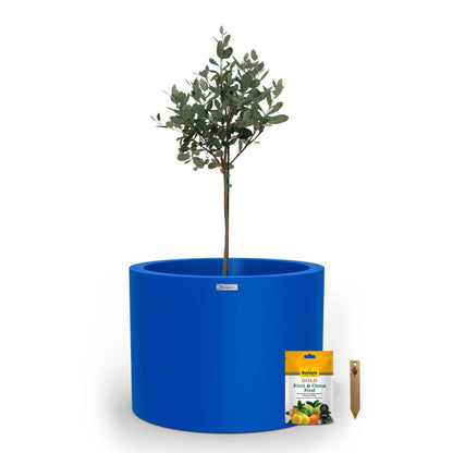 A large dark blue planter pot used to plant fruit trees. 