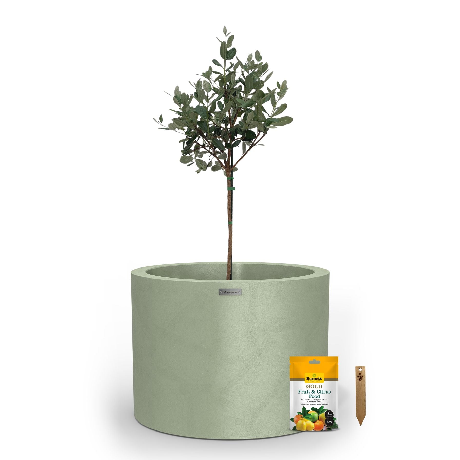 A large mist green planter pot used to plant fruit trees. 