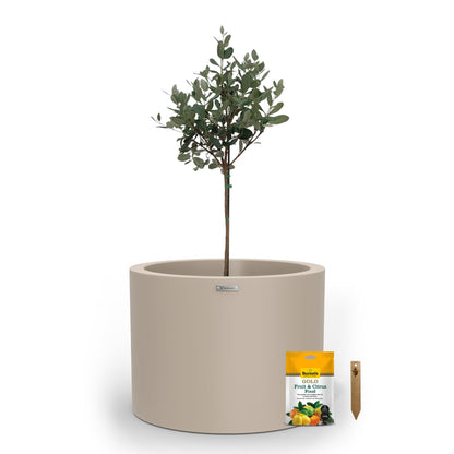 A large sandstone planter pot used to plant fruit trees. 