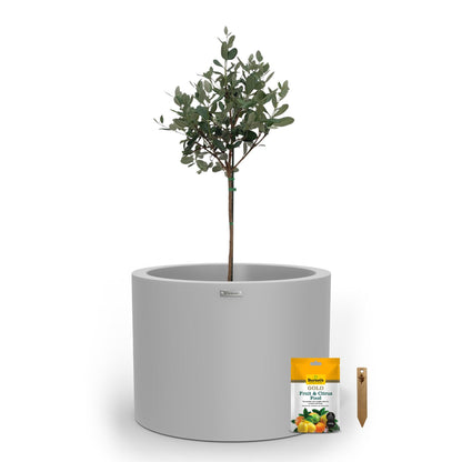 A large light grey planter pot used to plant fruit trees. 