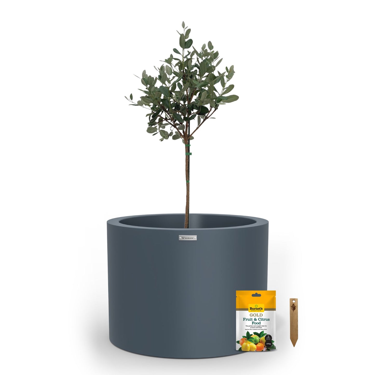A large storm blue planter pot used to plant fruit trees. 