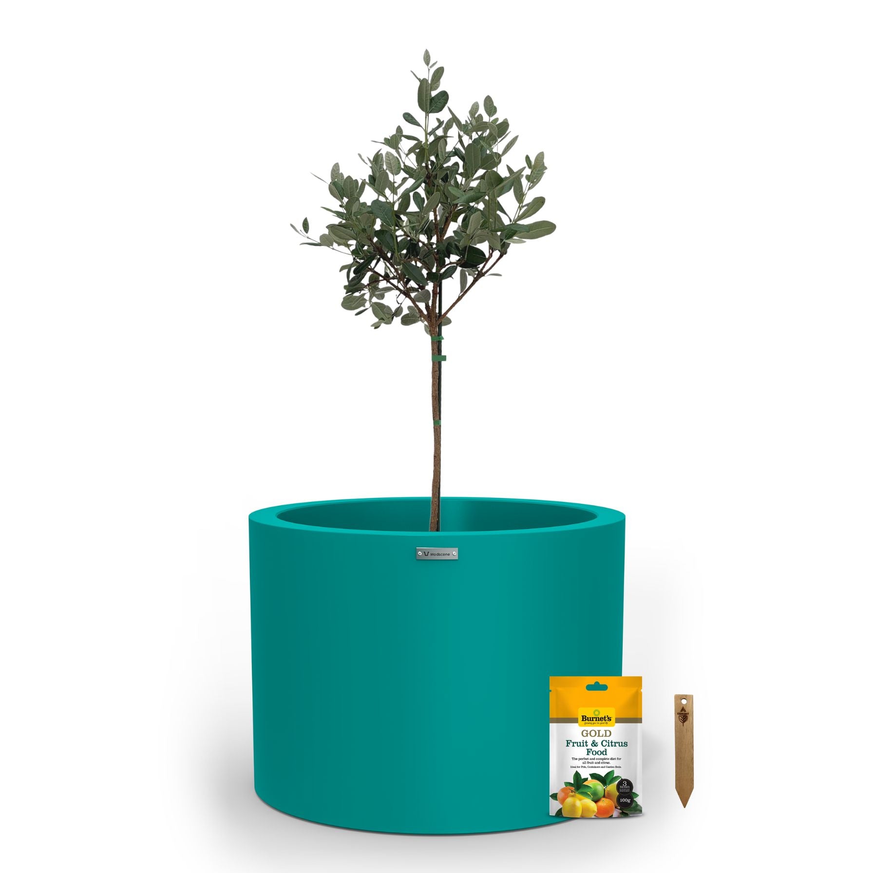 A large teal planter pot used to plant fruit trees. 