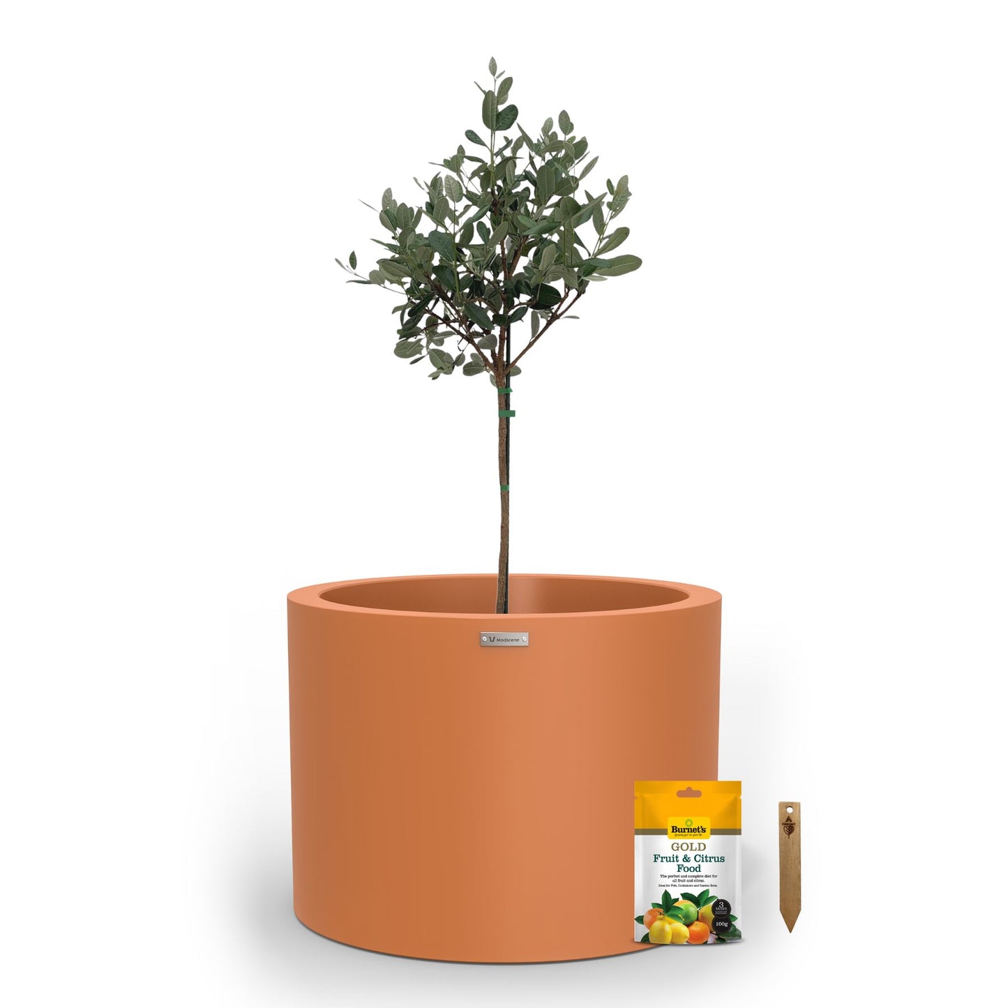 A large terracotta planter pot used to plant fruit trees. 