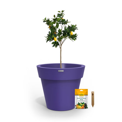 A lemon tree in a purple planter pot.