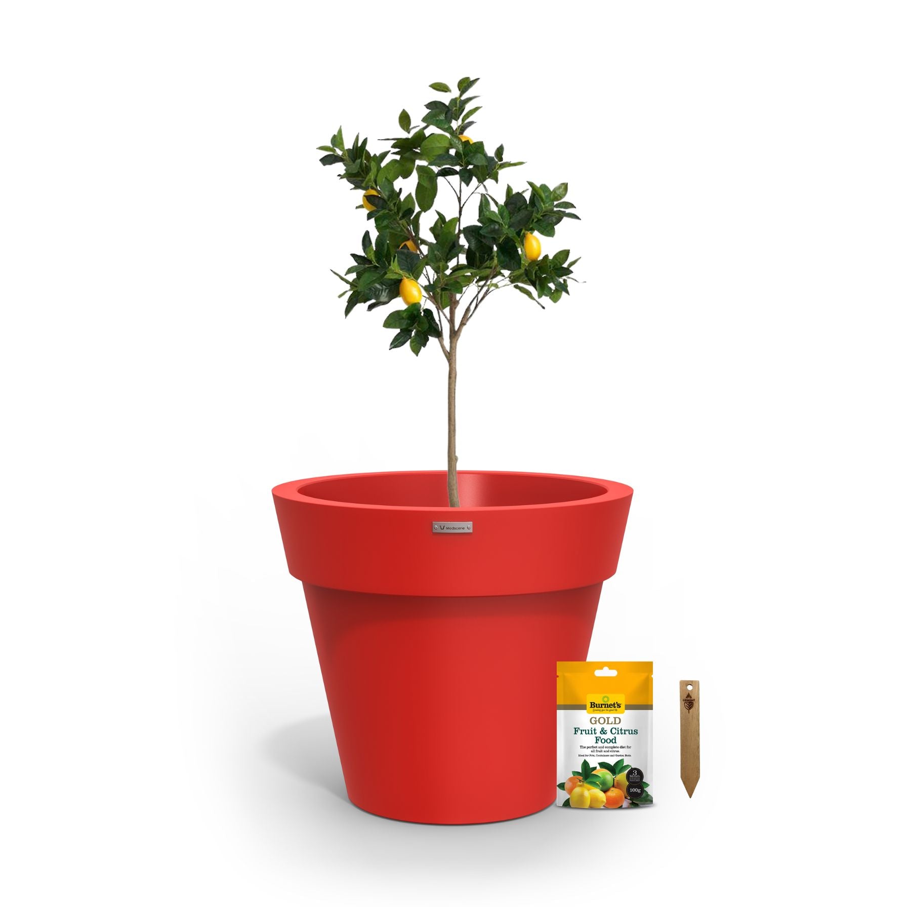 A lemon tree in a red planter pot.