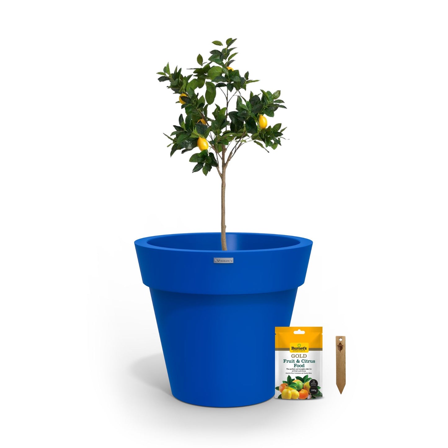 A lemon tree in a dark blue planter pot.
