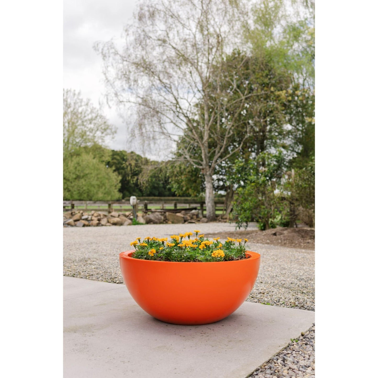 A large orange Modscene bowl planter pot on a concrete patio. The planter pot has Marigolds in it. 