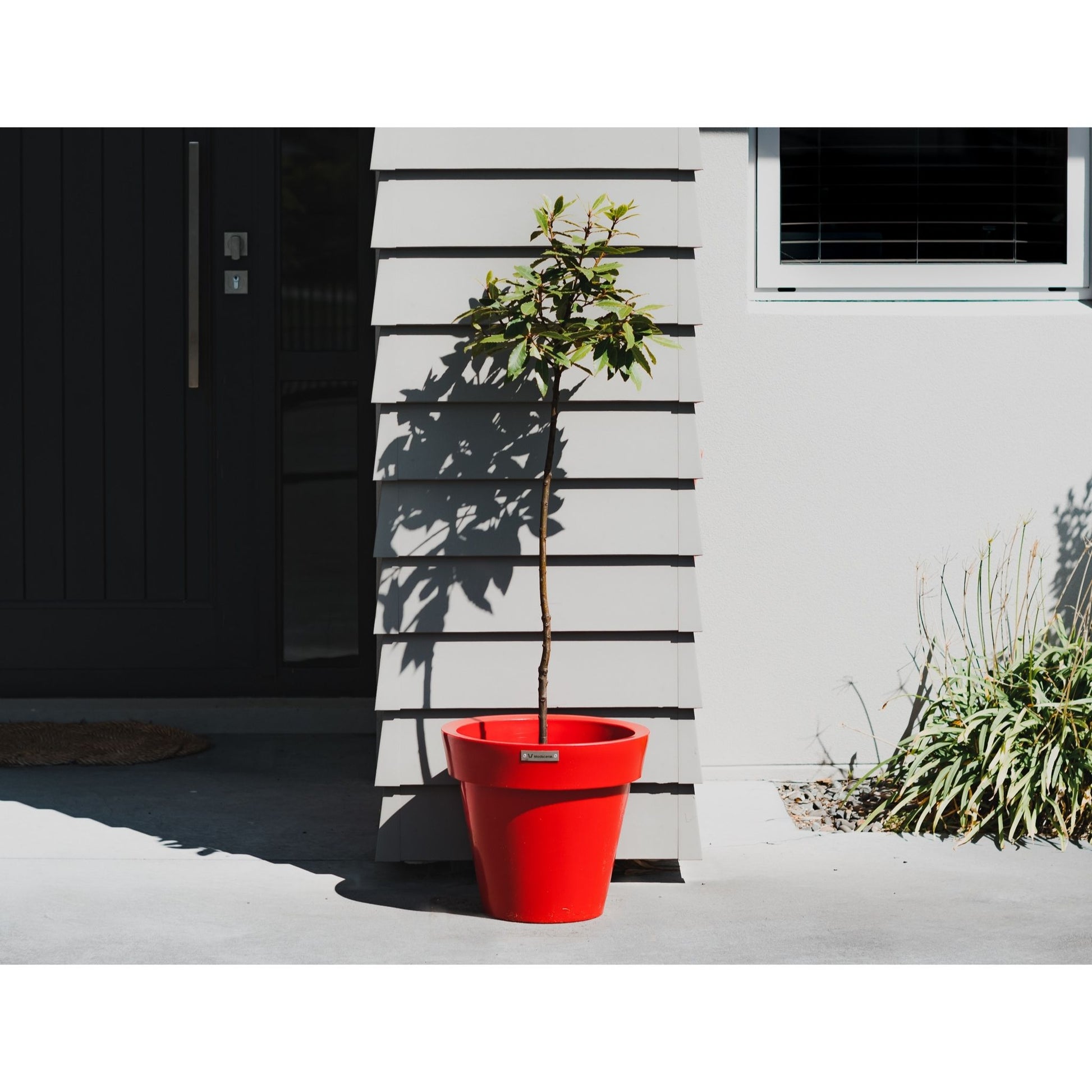 Red planter pot planted with a Bay Laurel. Planter pots NZ.