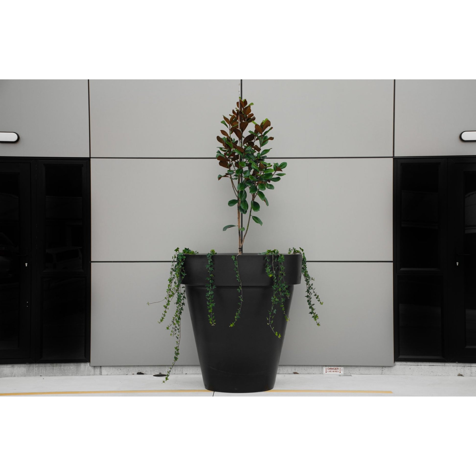 Large black planter pot with a magnolia tree planted in it.