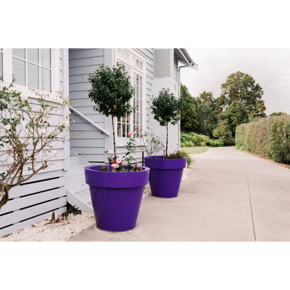 Large purple planter pots with laurels panted in them. They are at the front entrance of a house.