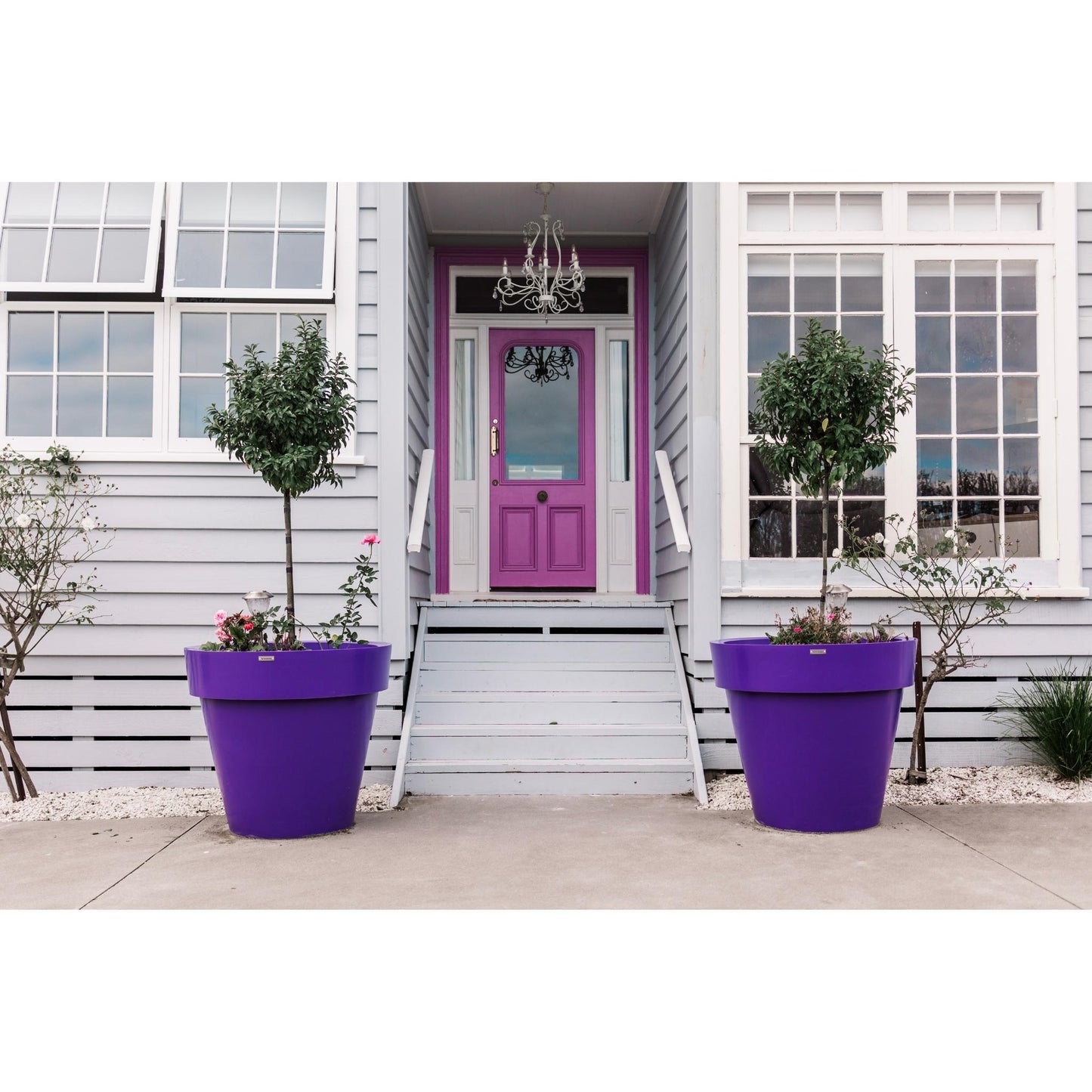 Large purple planter pots with laurels panted in them. They are at the front entrance of a house.