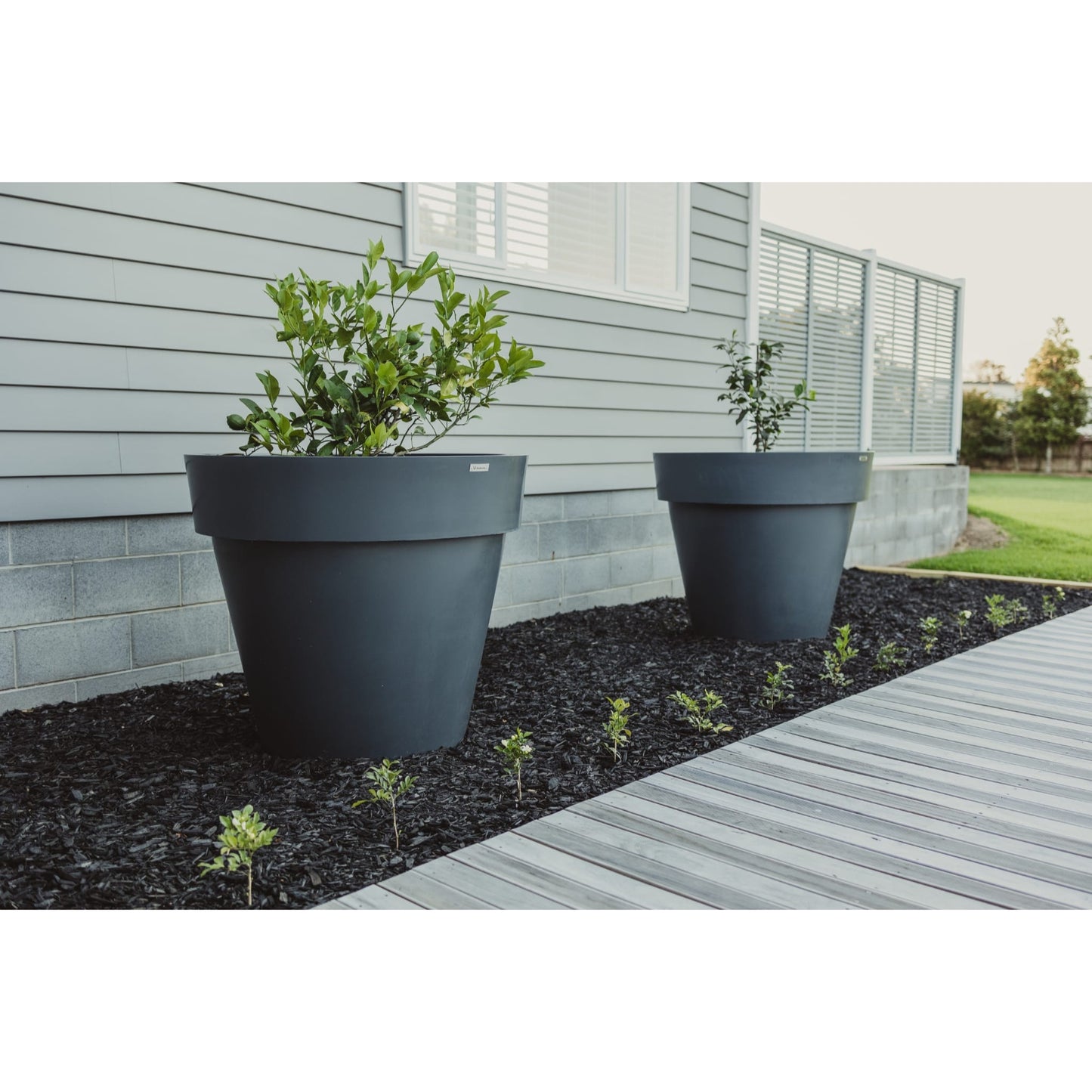 Dark grey planter pots with lemon trees in them. The planters are in a garden in front of a house. 