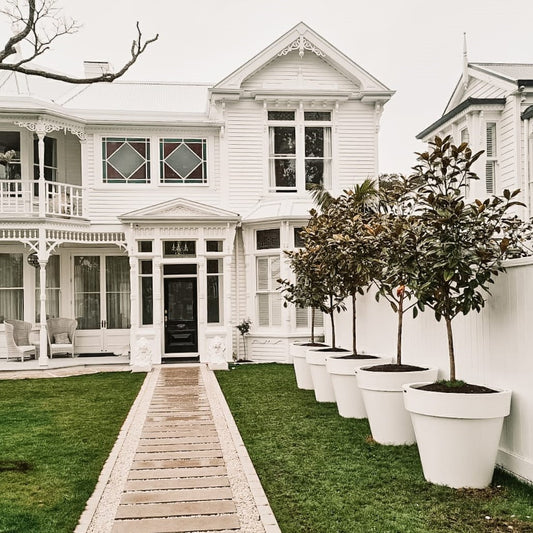 A stunning original villa with a row of big white pot plants. The planters are planted with Magnolia trees. 